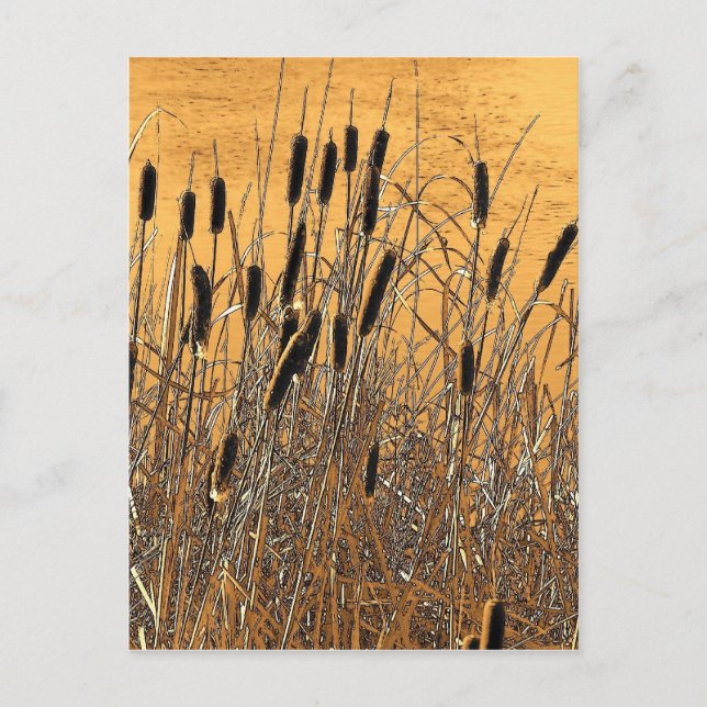Cattails Postcard (Front)