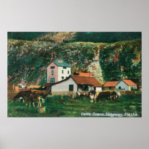 Cattle Amongst Barns SceneSkagway, AK Poster