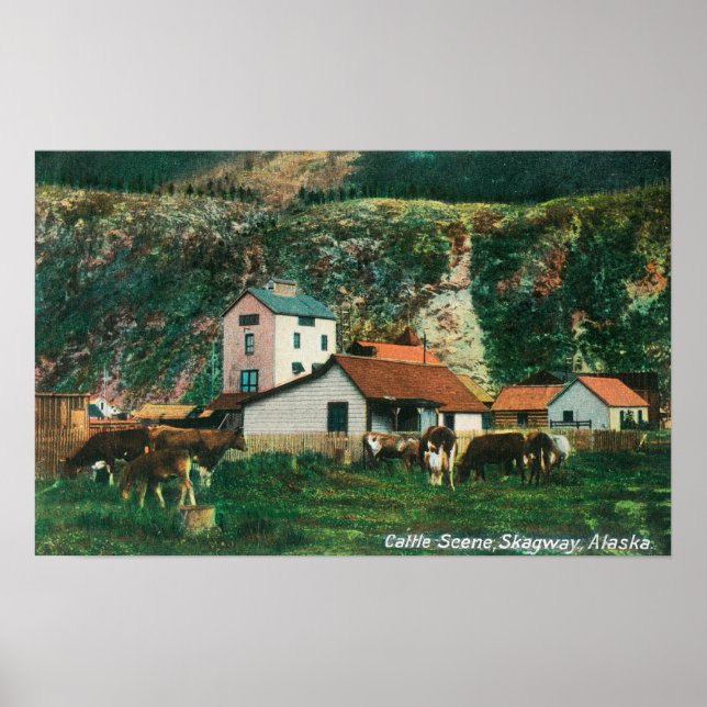 Cattle Amongst Barns SceneSkagway, AK Poster (Front)