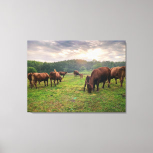 Cattle At Sunset Canvas Print
