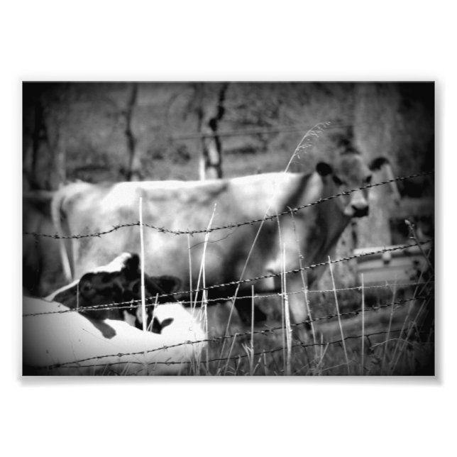 Cattle Black and White Photo Print (Front)