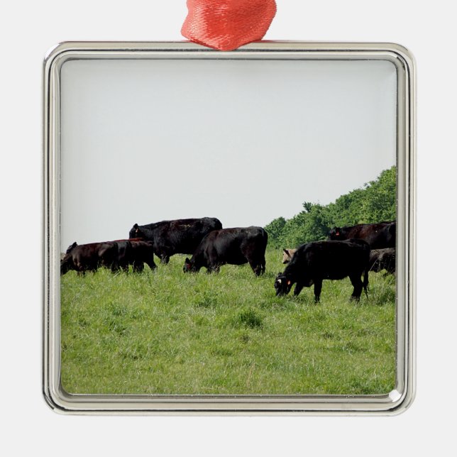Cattle Black Angus Metal Ornament (Front)