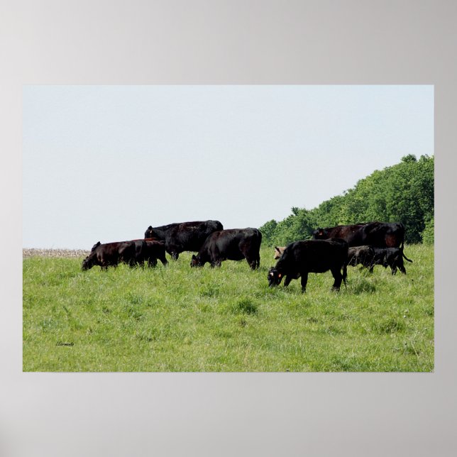 Cattle Black Angus Poster (Front)