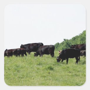 Cattle Black Angus Square Sticker