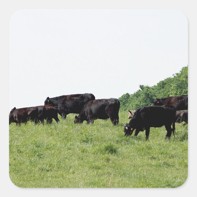 Cattle Black Angus Square Sticker (Front)