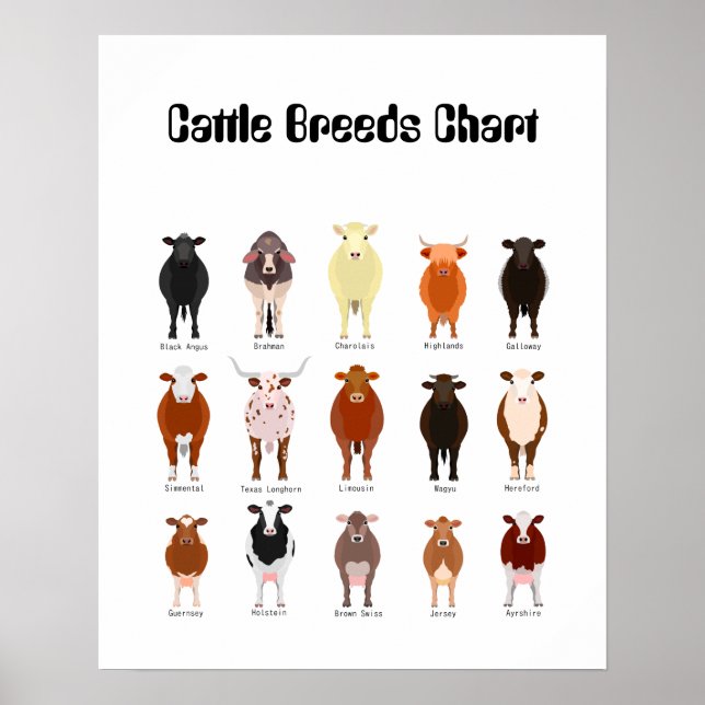 cattle breeds chart (Front)