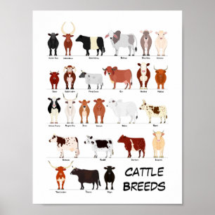 cattle breeds chart poster