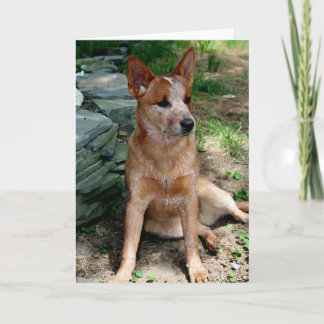 Cattle Dog Card