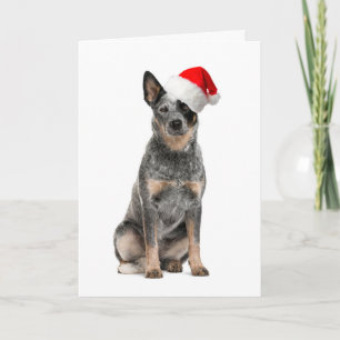 Cattle Dog Christmas Card
