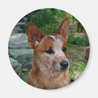 Cattle Dog Magnet