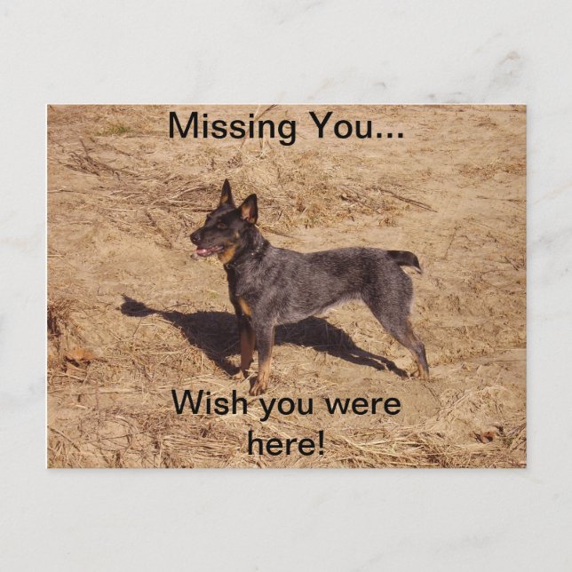 Cattle Dog Post Card (Front)
