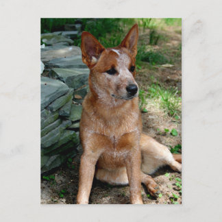 Cattle Dog Postcard