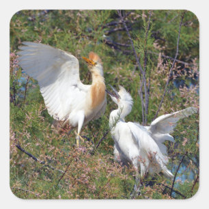 Cattle egret and little egret in tree square sticker
