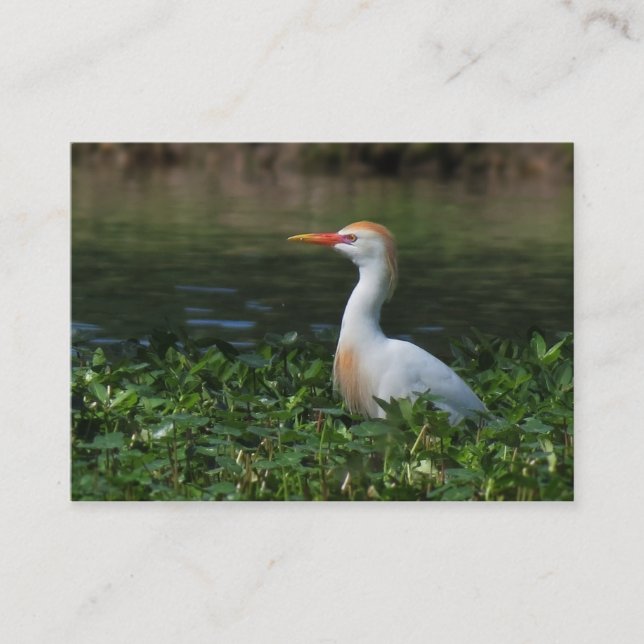 Cattle Egret ATC Photo Card (Front)
