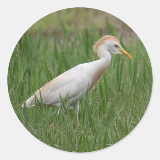 Cattle Egret Bird Round Stickers (Front)
