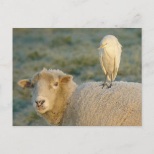 Cattle Egret on Sheep Postcard