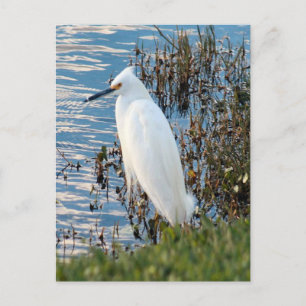 Cattle Egret Photo Postcard