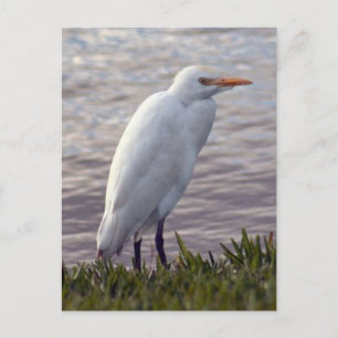 Cattle Egret Photo Postcard