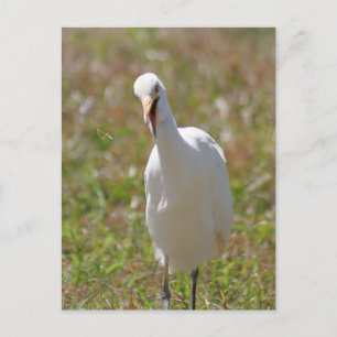 Cattle Egret Photo Postcard