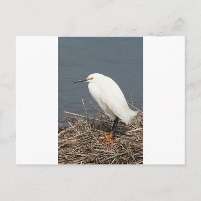Cattle egret postcard (Front)