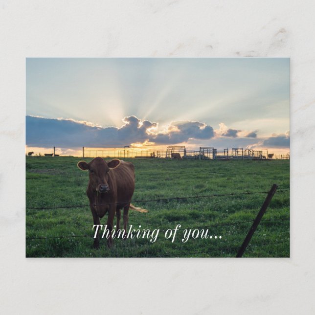 Cattle Farm Sunset Postcard (Front)