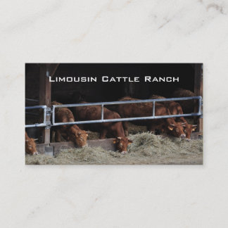 Cattle feeding in an open barn business card
