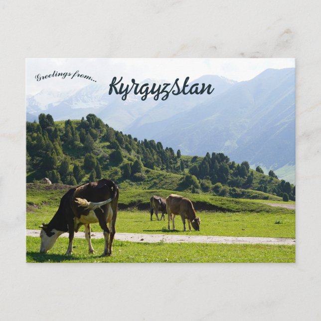 Cattle Grazing in a Meadow in Kyrgyzstan Postcard (Front)