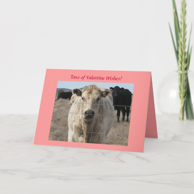Cattle Herd Valentine Wishes - Western Holiday Card (Front)