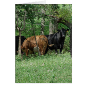 Cattle in a Pasture, All Occasion Blank Inside 