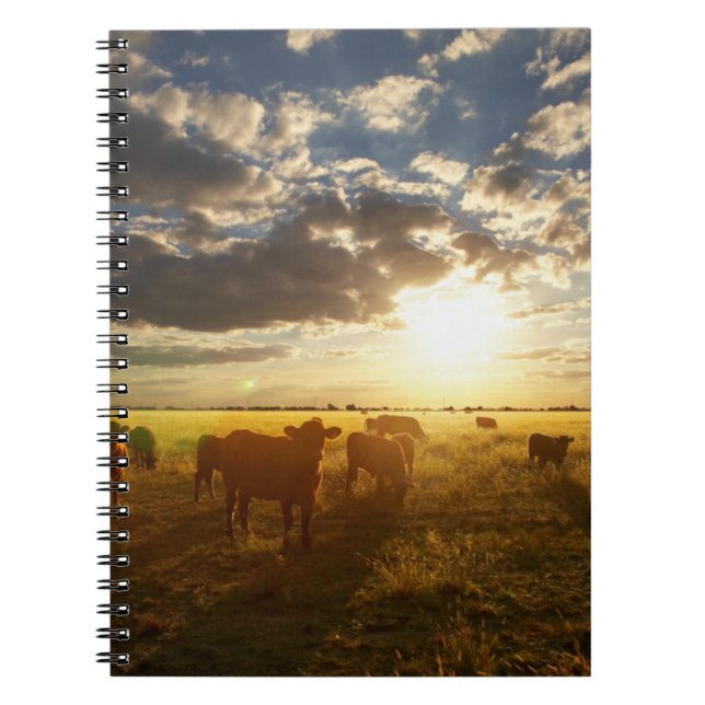 Cattle In Field, Sunset Notebook (Front)