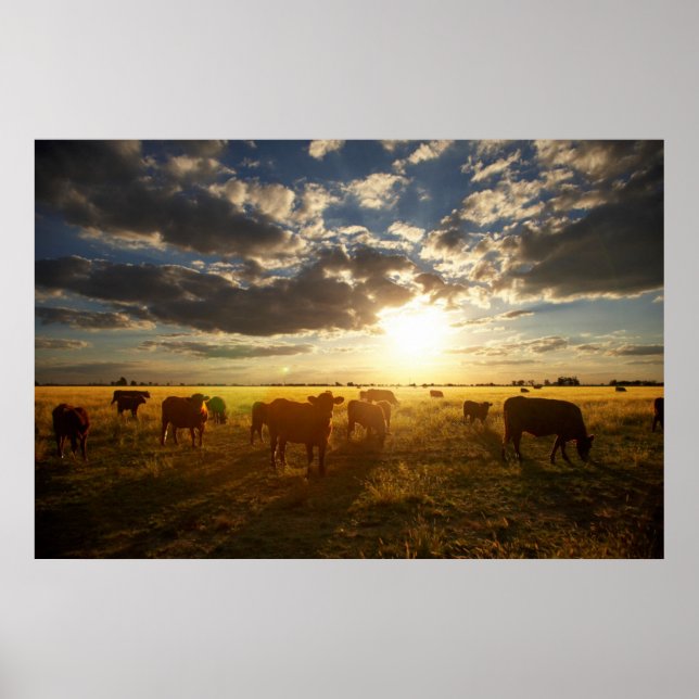 Cattle In Field, Sunset Poster (Front)