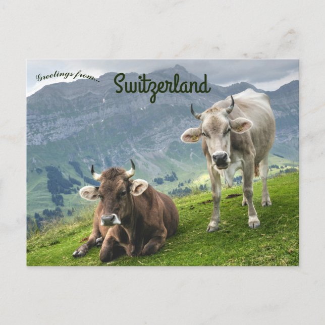 Cattle in Switzerland Postcard (Front)