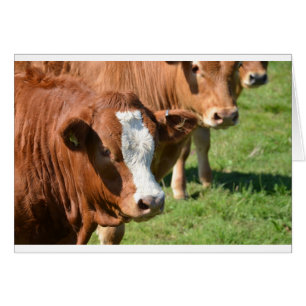 Cattle in the Isles of Scilly
