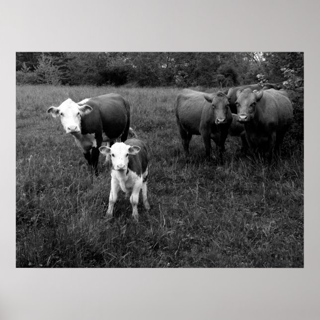 Cattle in the Pasture Poster (Front)