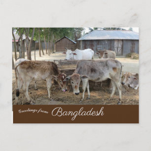 Cattle Jamuna River Bangladesh Postcard