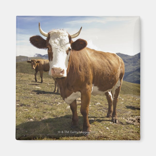 Cattle Magnet (Front)