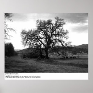 Cattle North of Stoney Ford by Ansel Adams Poster