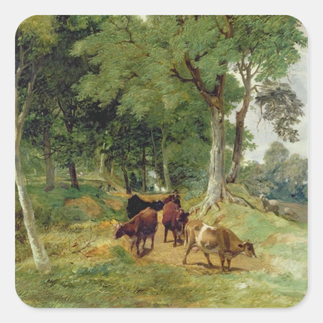 Cattle on a Devonshire Lane Square Sticker (Front)