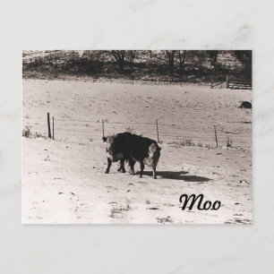 Cattle Postcard