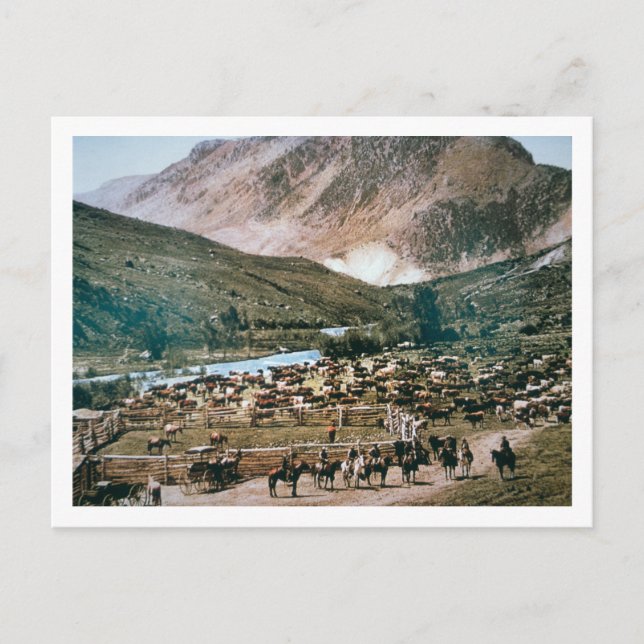 Cattle Ranch, Colorado, 1899 (photo) Postcard (Front)