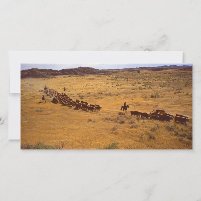 Cattle roundup (Front)