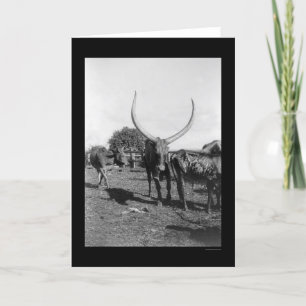 Cattle with Big Horns in Africa 1901 Card