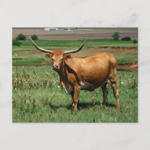 CattlecarD Postcard