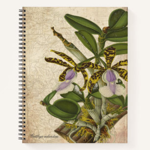 Cattleya Aclandiae Orchid Notebook - Chic 
