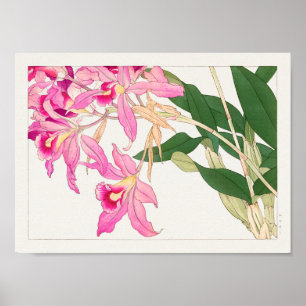 Cattleya by Tanigami Konan Poster
