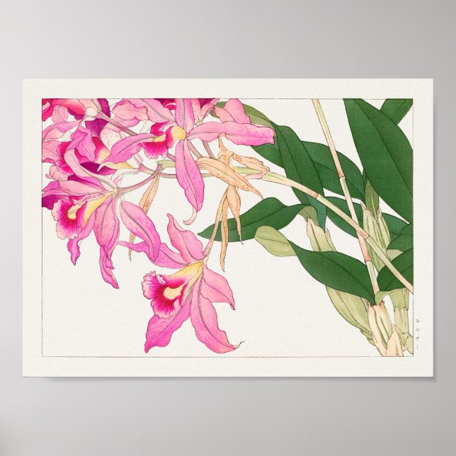 Cattleya by Tanigami Konan Poster (Front)