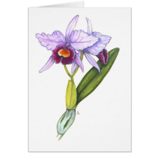 Cattleya labiata