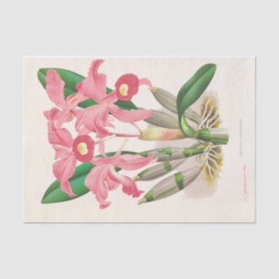Cattleya Lawrenceana (Orchid) by Jean Jules Linden Tissue Paper
