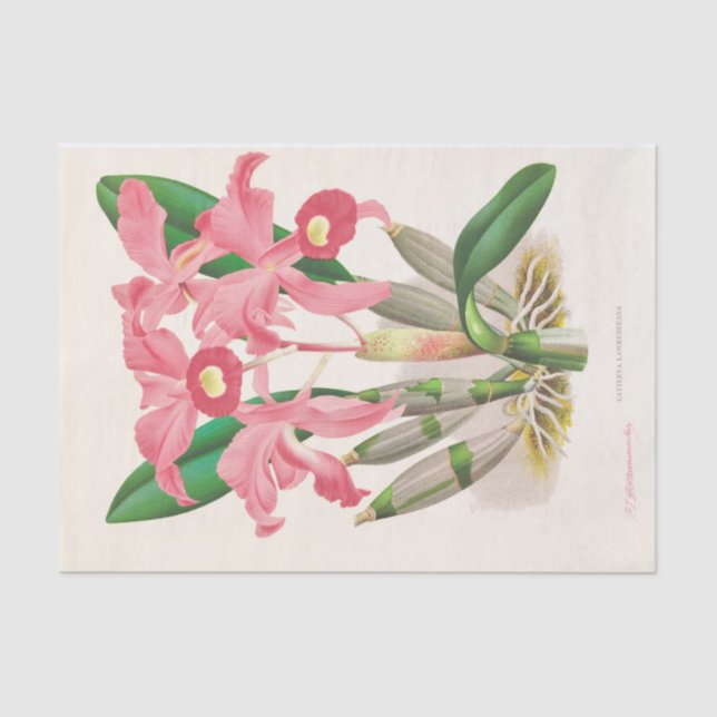 Cattleya Lawrenceana (Orchid) by Jean Jules Linden Tissue Paper (Front)