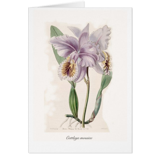 Cattleya mossiae (Front)